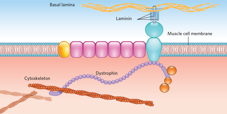 Duchenne